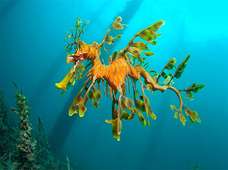 seagrass dragon marine habitat and leaf-like appendages