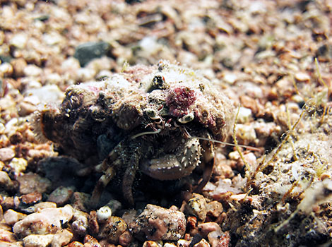 seagrass hermit crab seabed habitat and shell adaptation