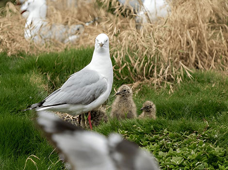 seagull chick coastal habitat and foraging behavior