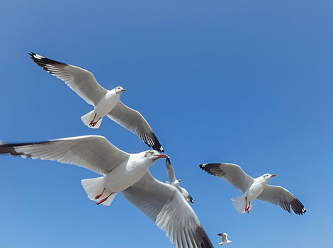 herring gull tool use and coastal feeding behavior