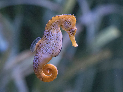 seahorse and coral reef marine species