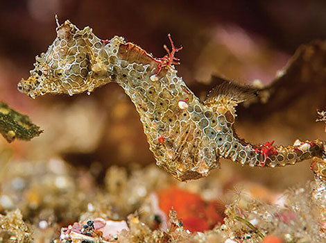 seahorse pipefish tropical habitat and feeding behavior
