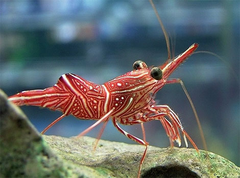 seahorse shrimp crustacean habitat and translucent shell