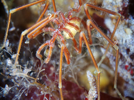 seahorse spider marine habitat and slender legs
