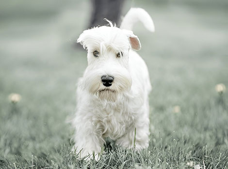 sealyham terrier and welsh working breed