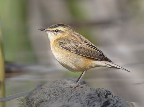 sedge warbler migratory songbird and wetland habitat