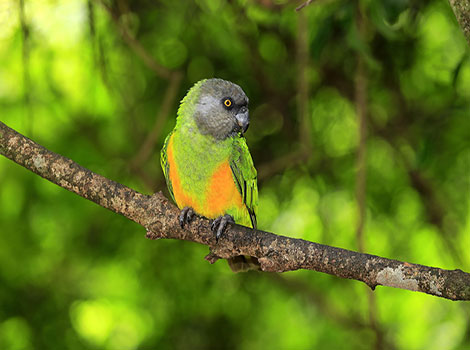 senegal parrot and colorful woodland bird