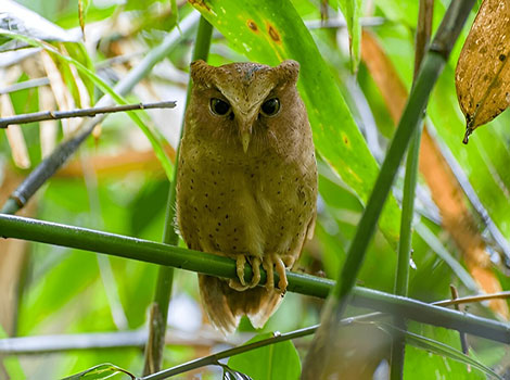 serendib scops owl in its montane forest habitat of Sri Lanka