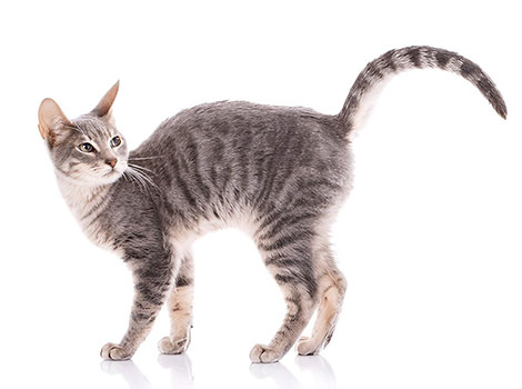 serengeti cat and playful domestic breed