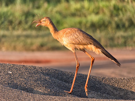 seriema bird long legs and hunting behavior in grassland habitat
