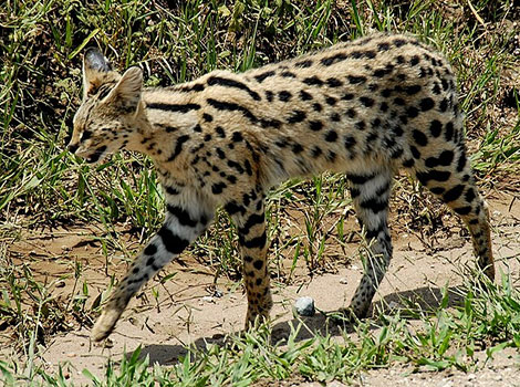 serval with long legs and spotted coat in savanna