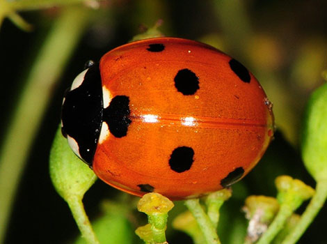 seven-spotted ladybug aphid predator and garden habitat