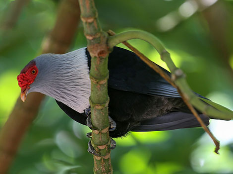 seychelles blue pigeon and woodland bird