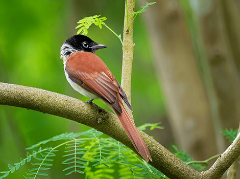 seychelles paradise flycatcher glossy black plumage and nest building