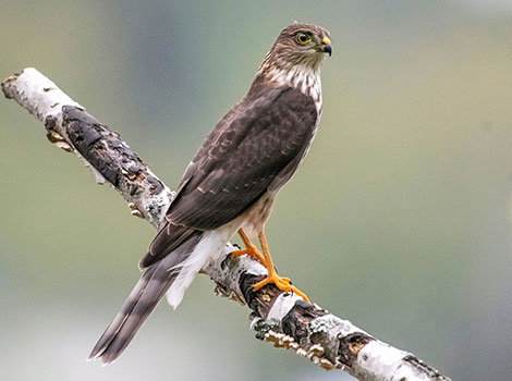 sharp-shinned hawk and agile bird of prey