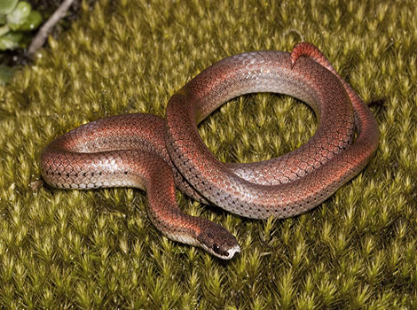 sharp-tailed snake and dorsal coloration