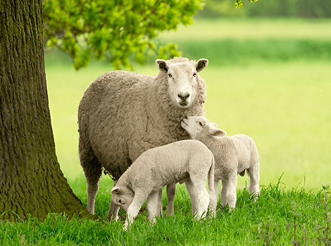 sheep grazing in green pasture and flocking behavior