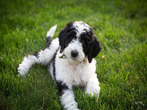 sheepadoodle and friendly poodle mix dog