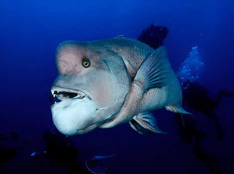 sheepshead fish and unique dentition