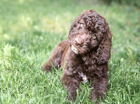 shepadoodle with fluffy coat running in park