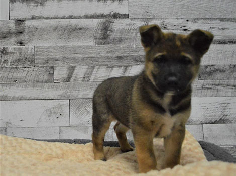 shepkita and german shepherd akita mix dog