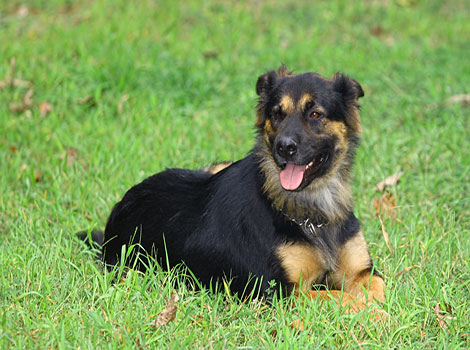 shepweiler muscular body and guard dog nature