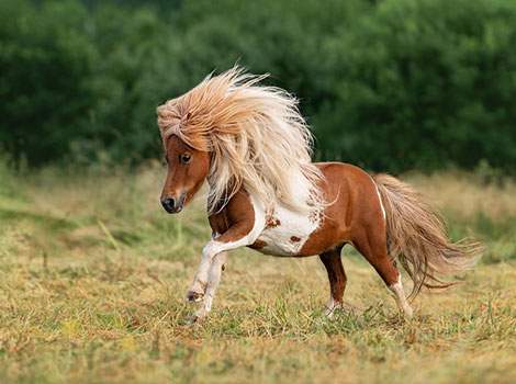 shetland pony grazing with thick coat and compact build