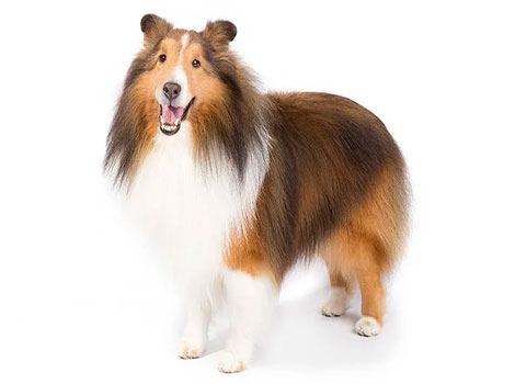 shetland sheepdog and agile herding breed