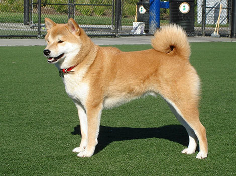 shiba inu and japanese hunting dog