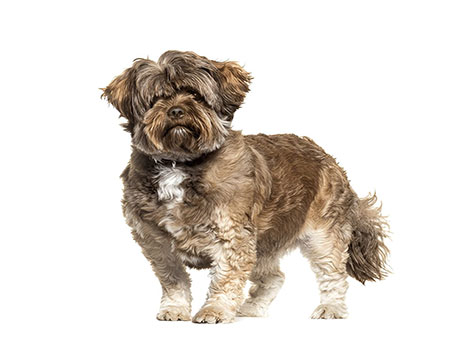 shichi toy dog breed with affectionate behavior