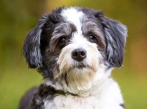 shih poo small dog breed and adaptable urban pet