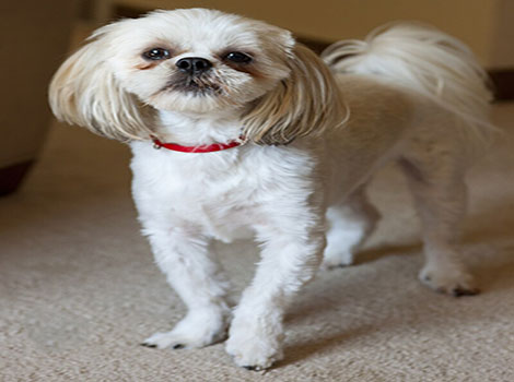 shih tzu with long flowing coat and compact build