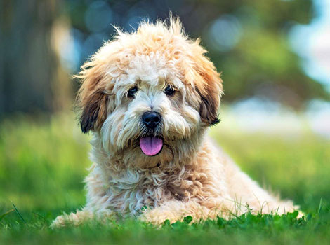 shih tzu mix and affectionate breed traits
