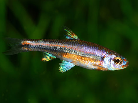 shiner schooling behavior and freshwater habitat