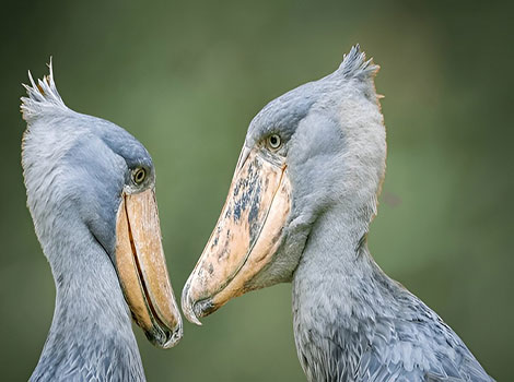 shoebill stork swamp habitat and large beak