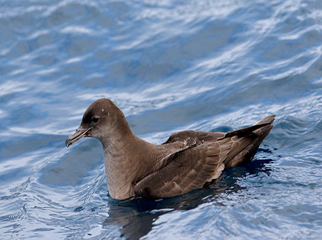 short-tailed shearwater migratory bird and blackish-brown feathers