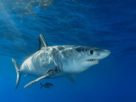 shortfin mako shark and high-speed hunting