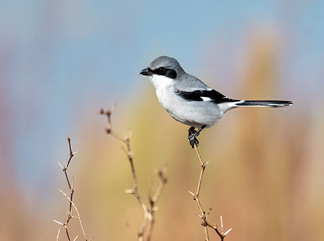 shrike bird and predatory behavior