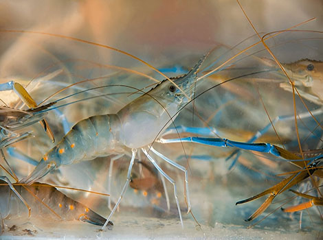 shrimp and fanlike tail in shallow ocean habitats