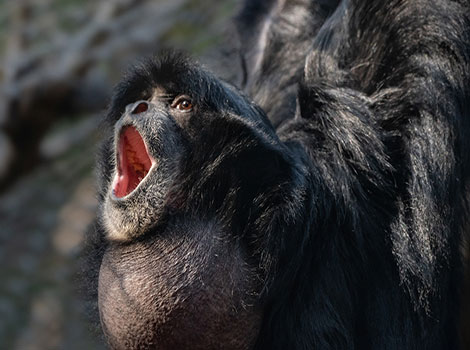 siamang gibbon with black fur hanging from branch