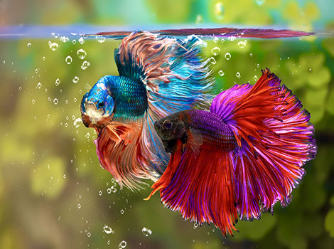 siamese fighting fish territorial nature and vibrant fins
