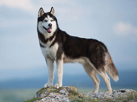 siberian husky arctic habitat and high energy levels
