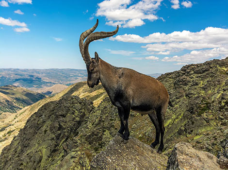 siberian ibex mountain habitat and winter coat