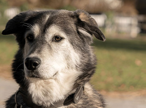 siberian retriever dog mix and dual-colored eyes