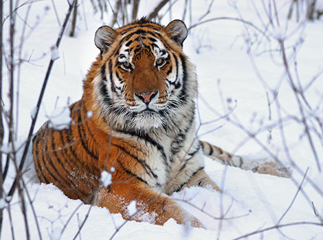 siberian tiger and solitary predator in snowy forest