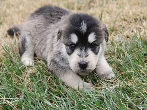 siberpoo dog mix high energy and curly coat