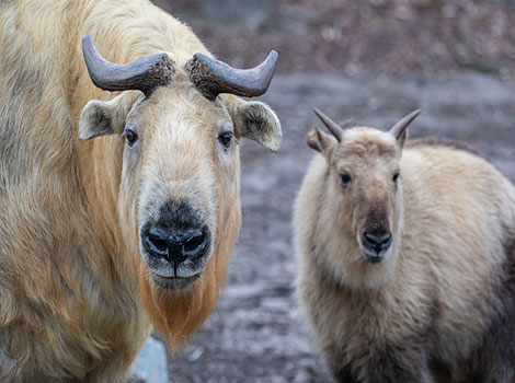 sichuan takin grazing and bamboo forest