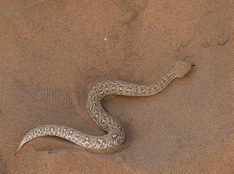 sidewinder rattlesnake desert habitat and sidewinding movement