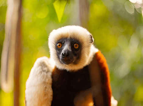 sifaka lemur leaping between trees with long limbs