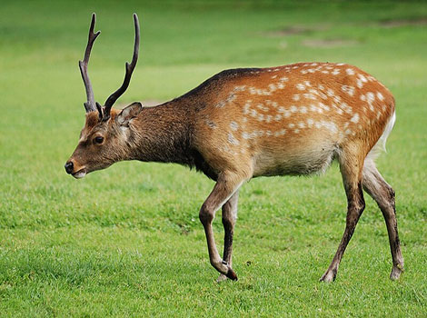 sika deer with spotted coat grazing in forest